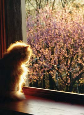 Honey looking outside the window